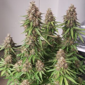 Blue Glue auto