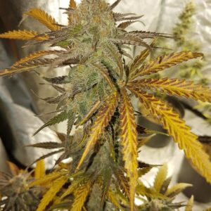 Banana Runtz auto