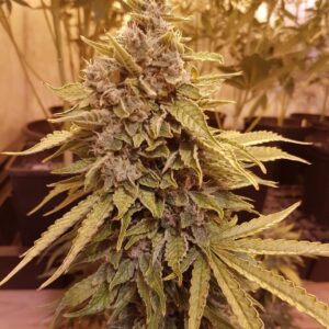Chocolate Chip Cookies auto