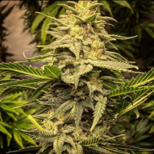 Forgotten Oranges auto